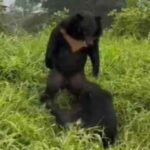 Rare sighting of two battling Asian black bears in Khao Yai National Park | Thaiger