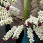Jasmine flower prices double ahead of Mother&#8217;s Day celebrations | Thaiger