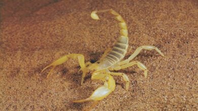 Scorpion sting kills Brazilian girl, hospital lacked antivenom