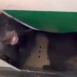 Bear loose on Iraqi passenger flight at Dubai Airport | Thaiger