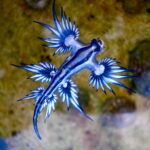 Beach warning: Venomous blue dragon sea slug spotted in Phuket | Thaiger