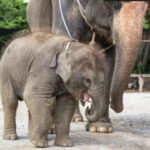 Trunk of sorrow: Thailand&#8217;s orphaned elephant Tula crosses the rainbow bridge (video) | Thaiger