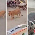Lion&#8217;s roam: Chaos strikes Karachi as &#8216;King of the Jungle&#8217; takes a traffic tour | Thaiger