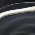 As lottery draw nears, locals flock to &#8216;eel-lusive&#8217; fish for fortunes | Thaiger