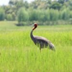 Nearly extinct Eastern Sarus Crane eggs discovered in rice field | Thaiger