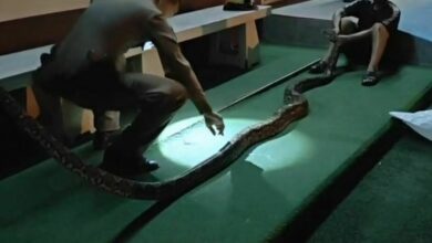 Python attack: Security guard bites back and drags snake to police station