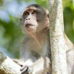 Monkey free certification launched in Thailand for coconut products amid Peta allegations | Thaiger