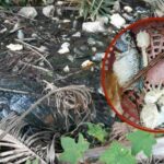 Stinking situation: Thai community fights factory stench, faces relocation woes | Thaiger