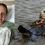 Otter attack: Montana woman savaged, raises 270,000 baht for medical costs | Thaiger