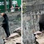 Unbear-lievable scandal at Chinese zoo: Are sun bears actually humans in bear suits? (video) | Thaiger