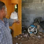 82 year old man dies after being stung by swarm of wasps | Thaiger