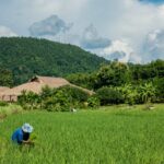 Grain gain: Thailand&#8217;s rice exports sprout an impressive 12% surge | Thaiger