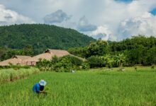 Grain gain: Thailand’s rice exports sprout an impressive 12% surge