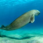 Endangered marine species in Thailand: Governer&#8217;s plea for protection | Thaiger