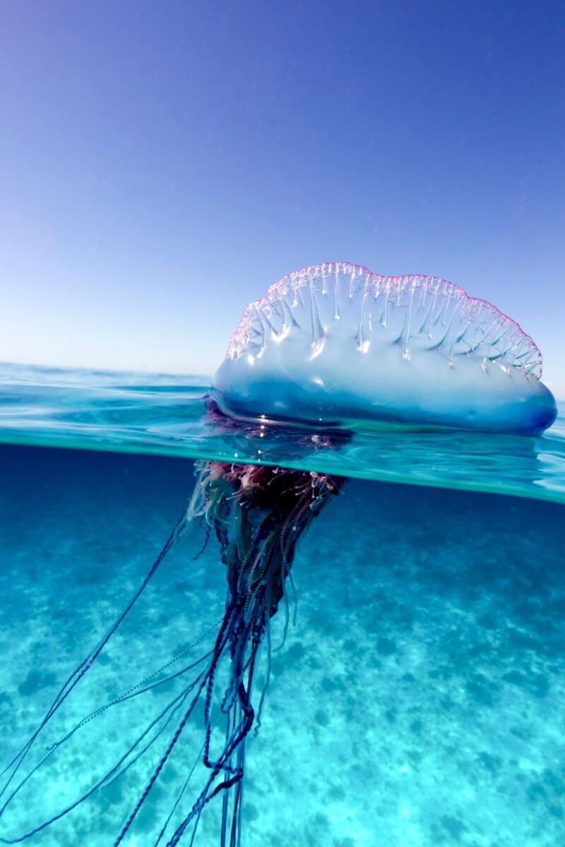 Warning waves: Portuguese Man o' War sighted at Lanta Island raises alarm in Krabi | News by Thaiger