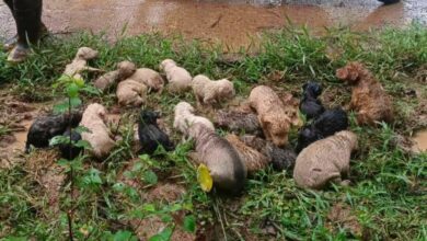 Thai woman rescues 19 puppies abandoned in Isaan forest