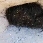 Hiker&#8217;s creepy discovery of furry ball bursts into swarm of spiders | Thaiger