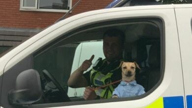 Canine rescue: UK police sober up intoxicated owner at Wolverhampton station