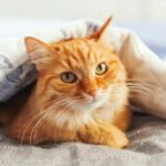 Cat gets man&#8217;s wife pregnant &#8211; don&#8217;t worry, not the way you&#8217;re thinking! | Thaiger