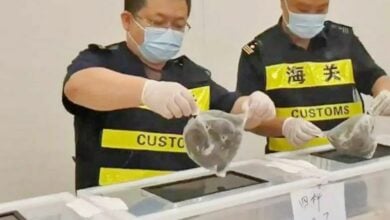 Lizard lingerie: Chinese customs uncover 16 live sailfin lizards hidden in woman’s underwear