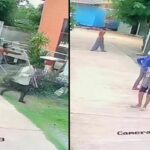 Canine controversy: Dog&#8217;s &#8216;ruff&#8217; day sparks fur-ious debate on social media | Thaiger