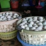 Duck egg prices quack up as rain dampens Khon Kaen production | Thaiger