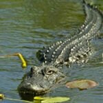 Florida&#8217;s jaws-dropping discovery: Alligator spotted with human body in its jaws | Thaiger