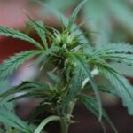 Stoned students: Cannabis-laced muffins &#8216;bake&#8217; trouble in South African school | Thaiger