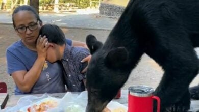 Mexican munchies: Bear-y hungry black bear crashes Chipinque picnic (video)