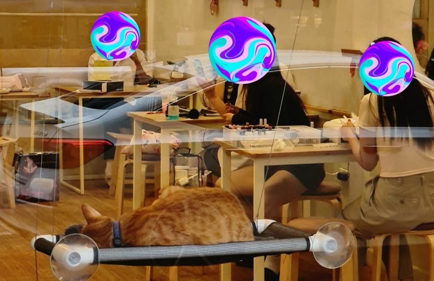 Purr-fectly unexpected: Cat-astrophe as nail tech invades cat café