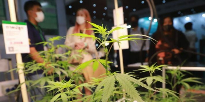 thai-pm-extinguishes-high-hopes-for-recreational-cannabis-prioritises-medicinal-path