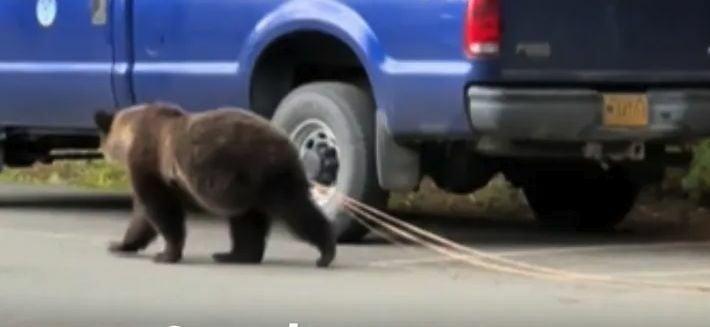 Shocking Tiktok Video Reveals Tapeworms In Wild Bear Wildlife