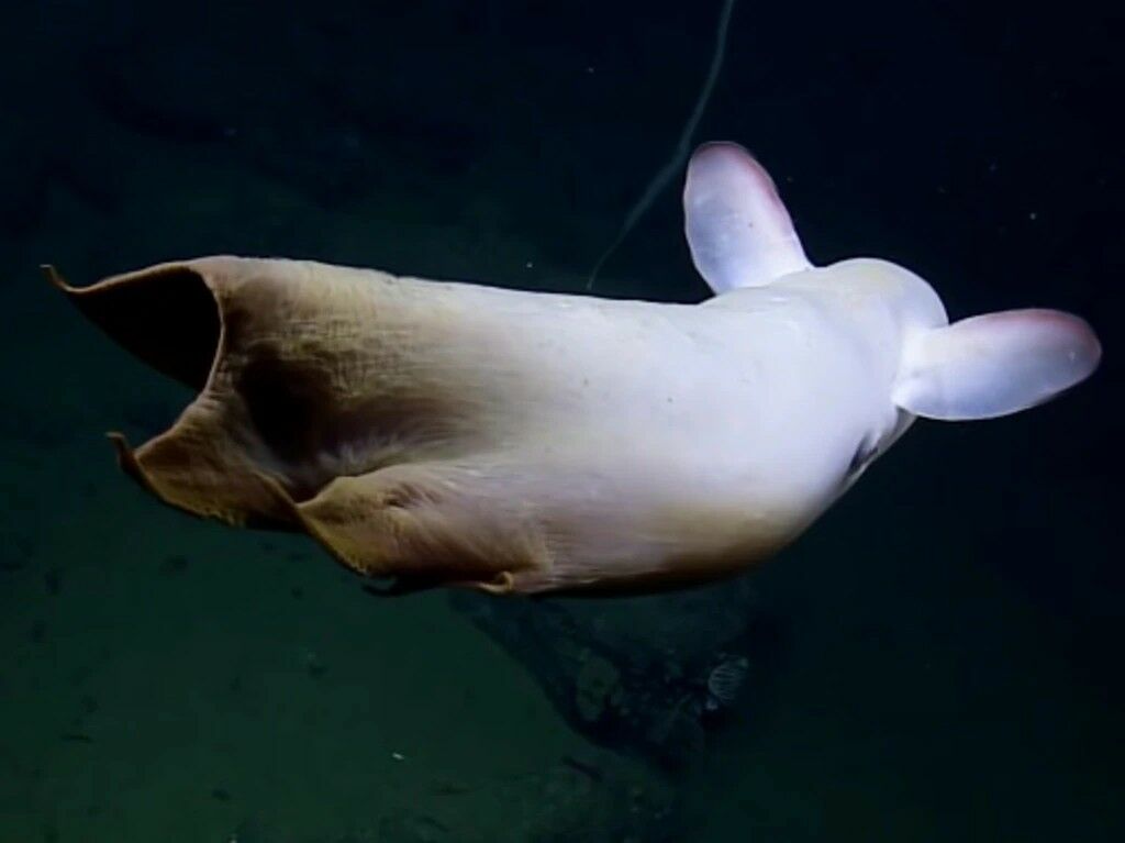 Rare Dumbo octopus flaps into livestream recording in North Pacific ...