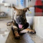Stray puppy becomes millionth animal to be neutered and vaccinated by Soi Dog Foundation | Thaiger