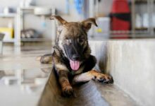 Stray puppy becomes millionth animal to be neutered and vaccinated by Soi Dog Foundation