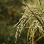 Rice prices boil over, stirring inflation concerns for Asian central banks | Thaiger