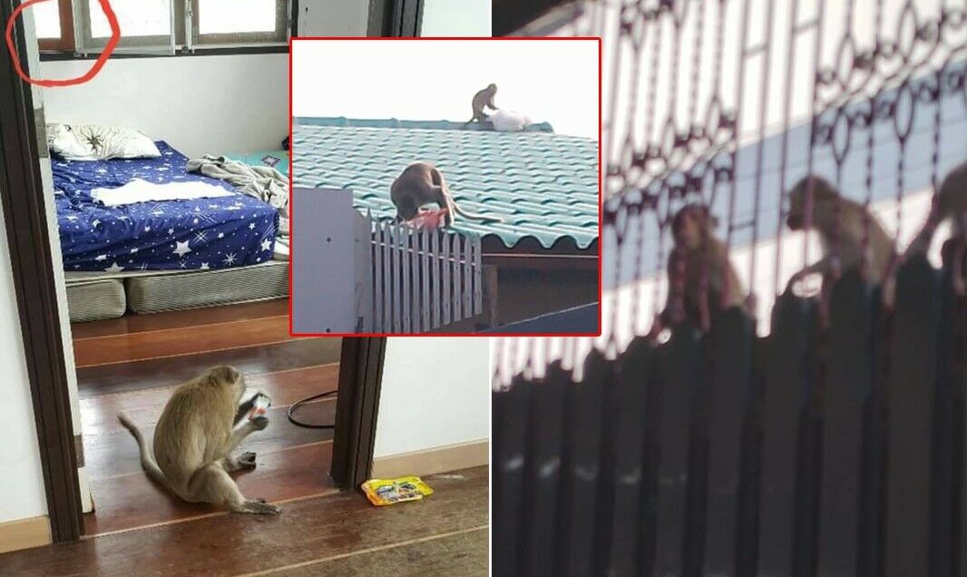 Lopburi homeowners swing into action against monkey invasion