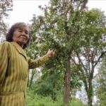 Amulet credited: Thai man&#8217;s &#8216;tree-mendous&#8217; fall sparks belief in &#8216;nine lives&#8217; miracle | Thaiger