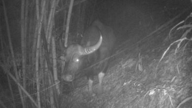 Endangered gaur sighted in northern Thailand after 37-year absence