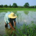 Melioidosis outbreak in Thailand claims ten lives, farmers urged caution | Thaiger