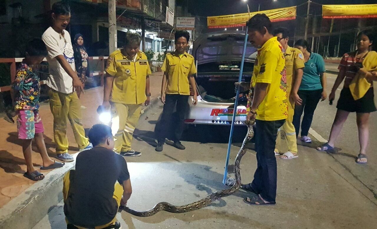 Python takes a ride in parked pickup truck in Chon Buri, causing local stir