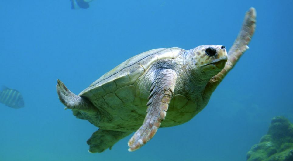 Shell Shocked Turtle Rescue