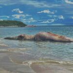 Decomposing whale carcass found in Phetchaburi, Thailand | Thaiger