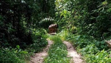 Thai village chief killed in wild elephant attack at Surat Thani plantation