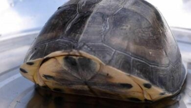 Lucky turtle: Thai lottery fans embrace headless, legless hero