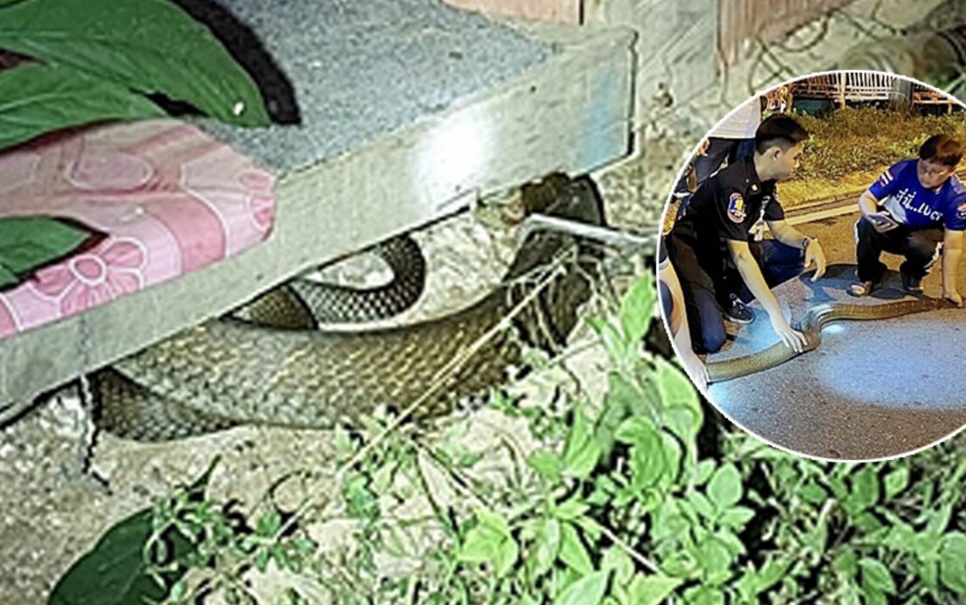 Noodle shop’s slippery surprise: Giant python crashes lunchtime in Yala, Thailand