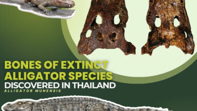 Prehistoric alligator’s undercover mission: 230,000 years submerged in Thailand