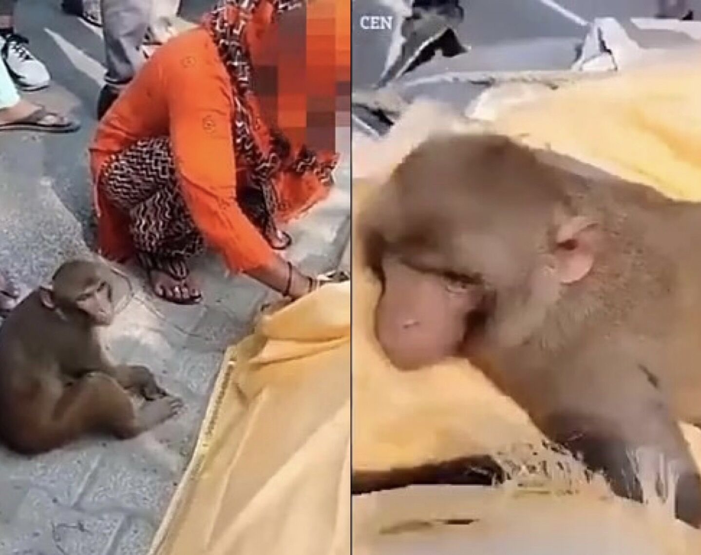 Monkey travels 40 kilometres to attend funeral of man who fed it in Uttar Pradesh