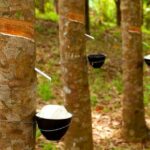Rubber&#8217;s forest fury: Southeast Asia&#8217;s deforestation problem worse than thought | Thaiger