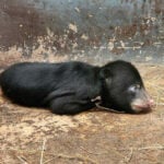 Rare sun bear cub arrives, &#8216;pawsitively&#8217; brightening the day at Nakhon Ratchasima Zoo | Thaiger